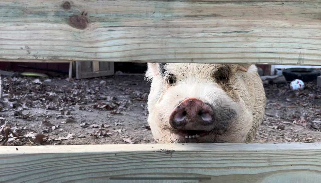 Pig named Kevin Bacon looks through the openings of a wooden fence.