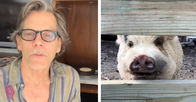 A two photo collage. The first shows Kevin Bacon, the actor, sitting in his home in front of a record player. The second photo shows a pig named Kevin Bacon looks through the openings of a wooden fence.