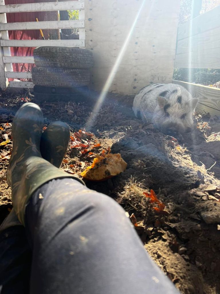 View of someone sitting the ground, their legs stretched out. A large pig named Kevin Bacon sleeps a couple of feet away from them.