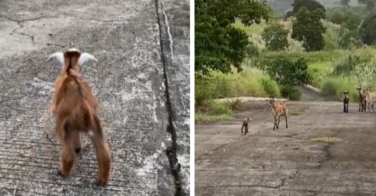 A two-photo collage. The first shows a view from behind of a baby goat looking in the distance. The second photo shows a far-away view of that same baby goat running toward an older goat. A few other goats can be seen gathered a few feet away.