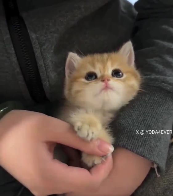 Close up of a small orange kitten being held in someone's lap. The kitten looks up. The kitten has one paw placed on top of the human's thumb.