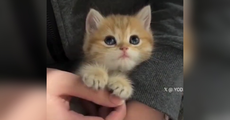 Close up of a small orange kitten in someone's hands and lap. The kitten is orange and has large, adorable eyes. Their paws are placed on the human's thumb and are so tiny they fit on the thumb perfectly.