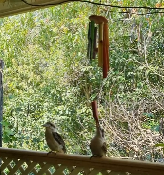 a pair of kookaburras perched on a balcony fence. one has the end of a wind chime in its beak
