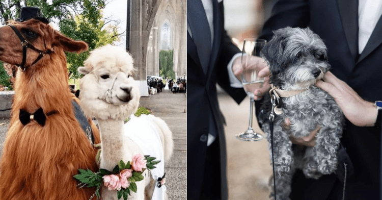 llamas and dog at a wedding