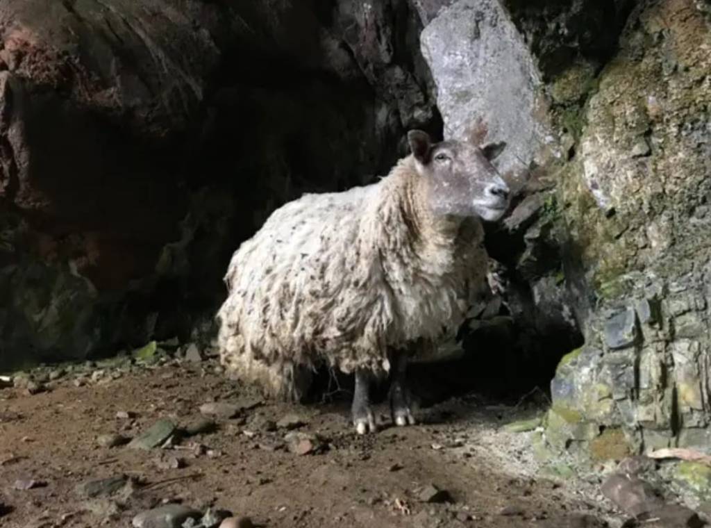 A lonely sheep living in a cave in Scotland. 