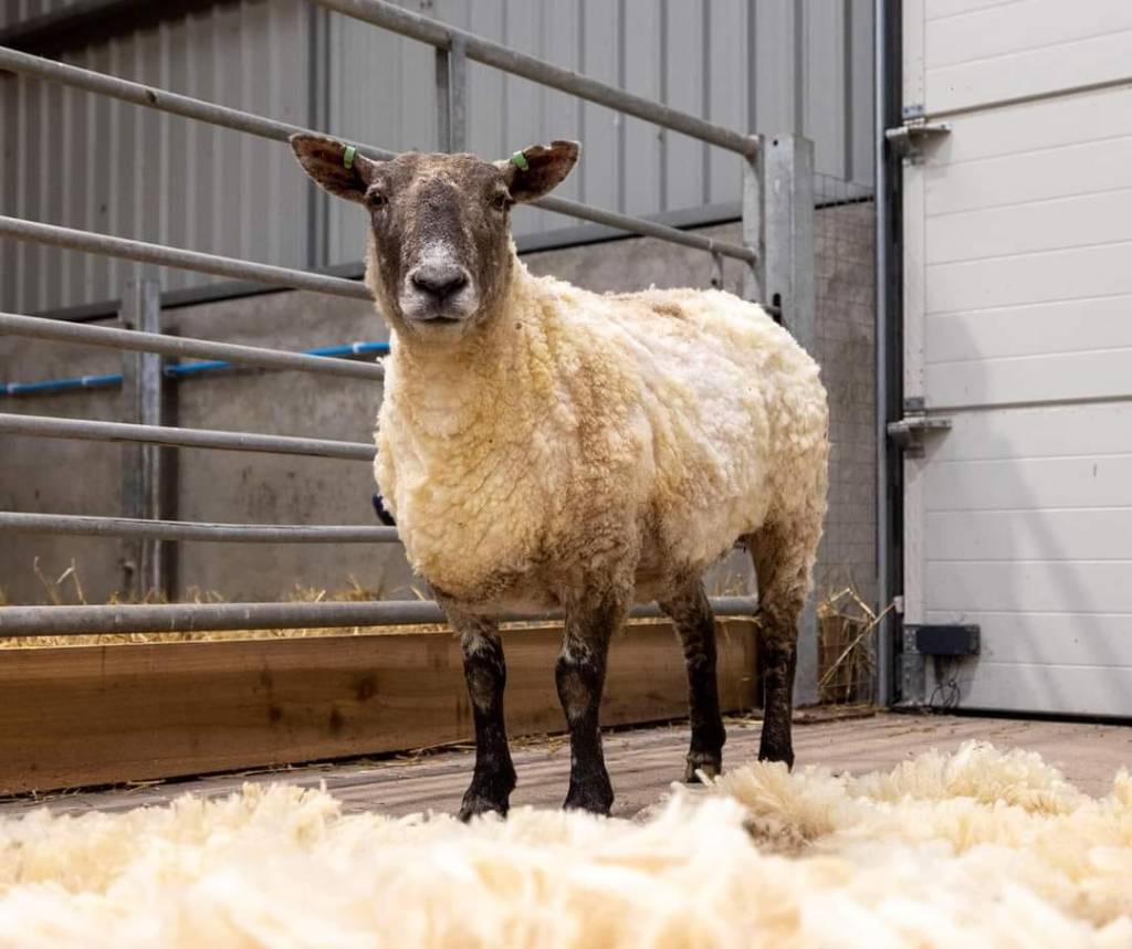 A recently shorn sheep surrounded by pounds of wool. 