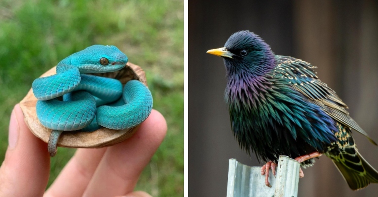 A two-photo collage. The first shows a small, bright blue snake being held in someone's hand. The second photo shows a multi-colored bird.