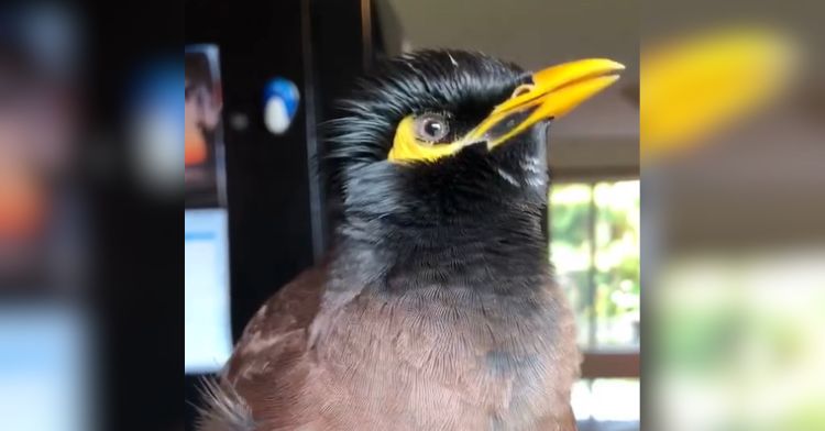 An Indian mynah bird with a long yellow beak.