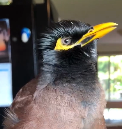 Nuggets the Indian mynah bird with a long yellow beak.