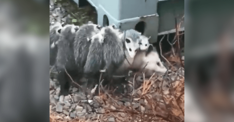 opossum and baby opossums