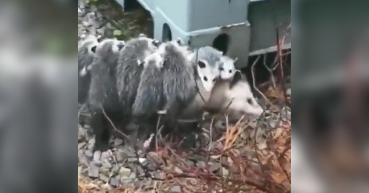 opossum and baby opossums