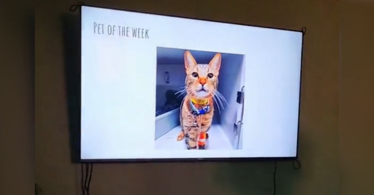 A cat's picture is displayed during the "Pet of the Week" meeting.