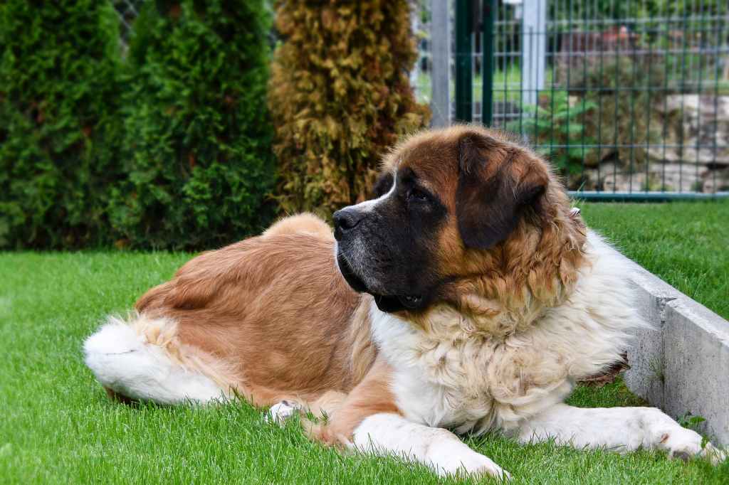 saint bernard dog