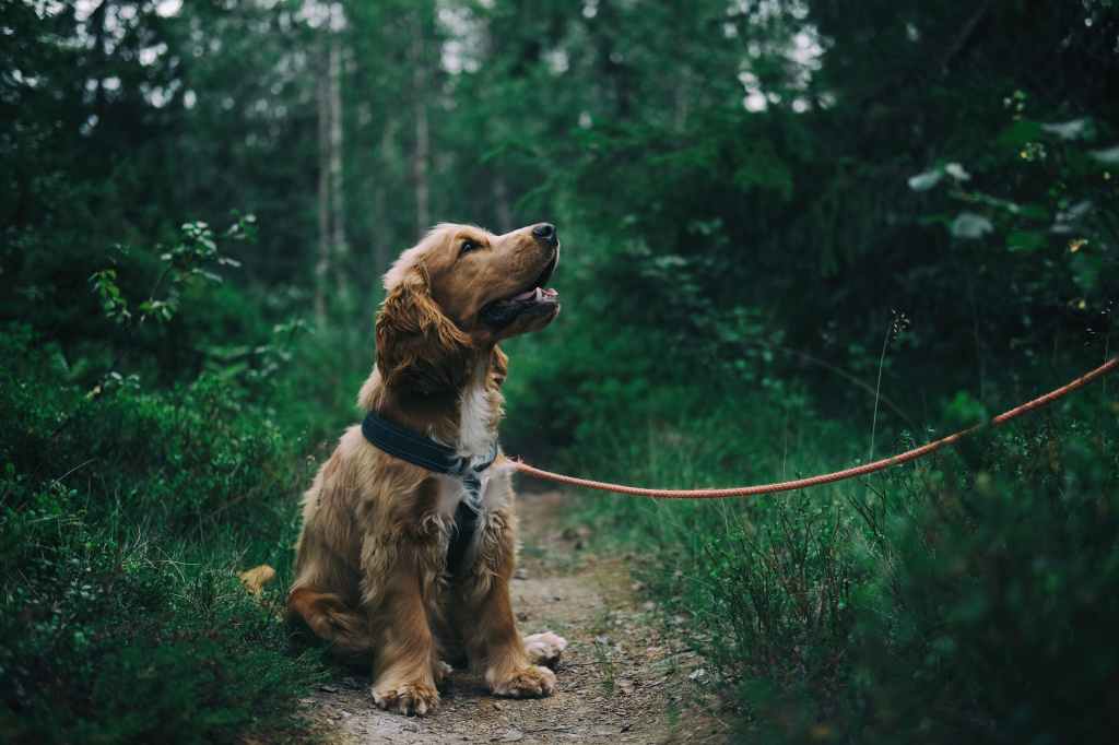 cocker spaniel