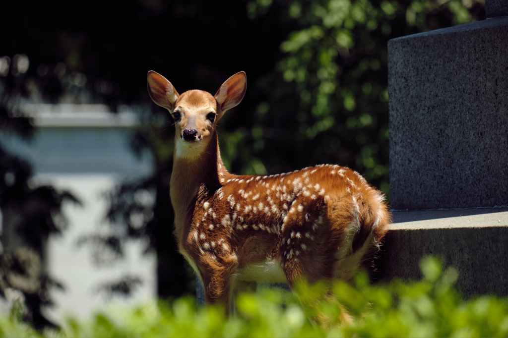 baby deer