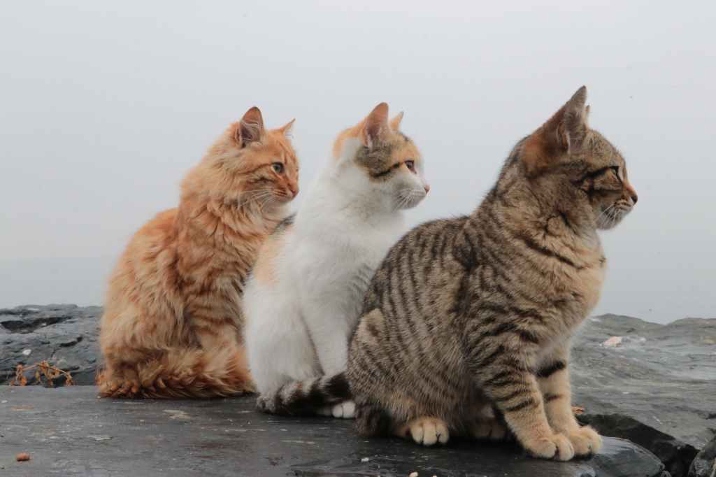trio of cats