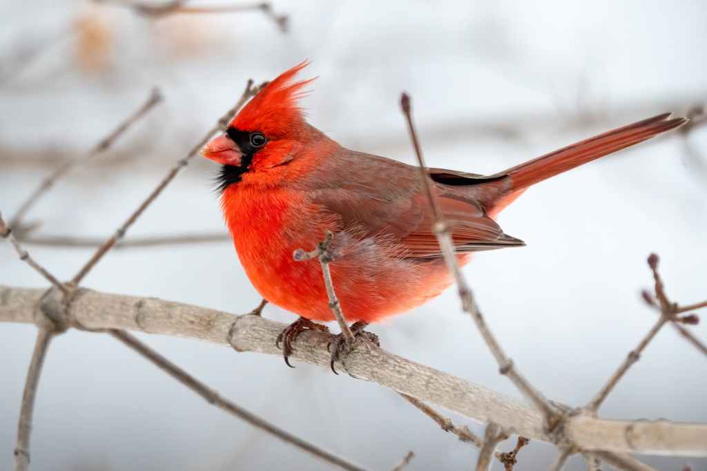 cardinal bird