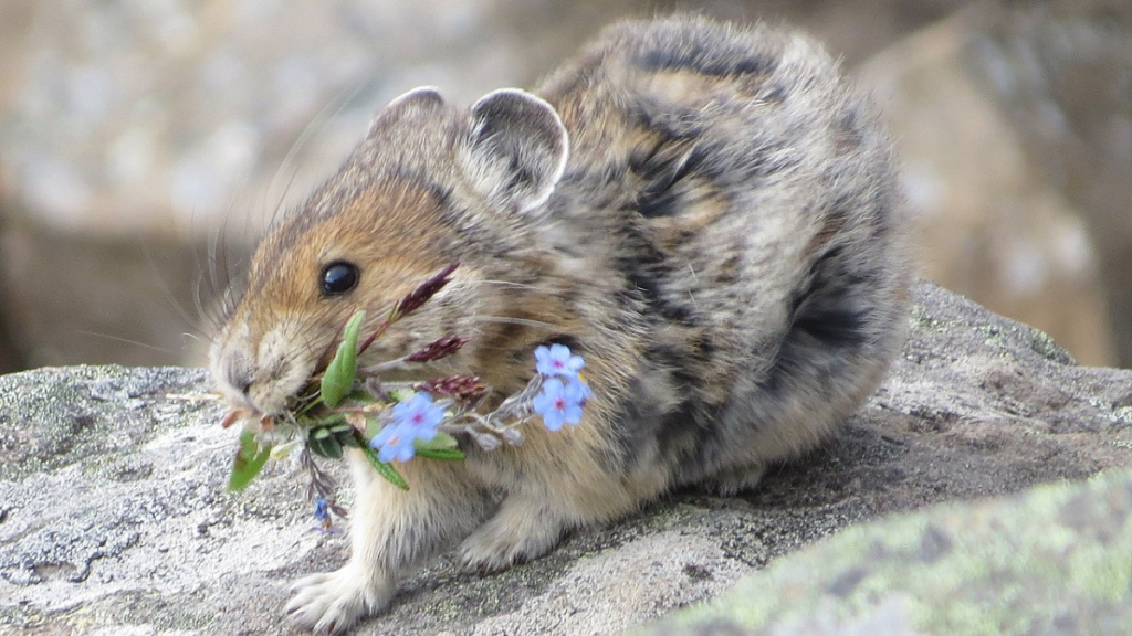 Pika, also known as a whistling hare, is seen gather flowers on a rocky ridge.