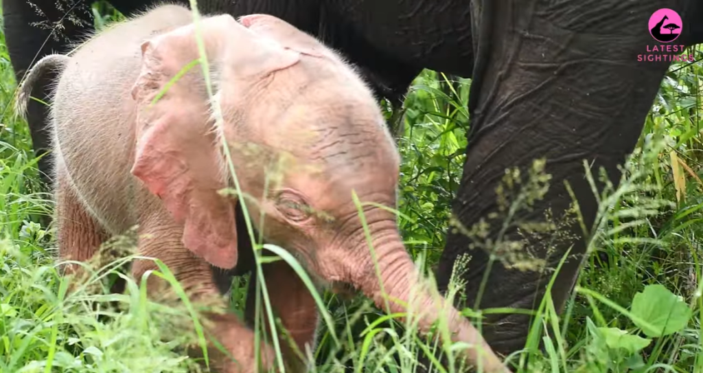 Close up of a small pink elephant as they walk next to their mom.