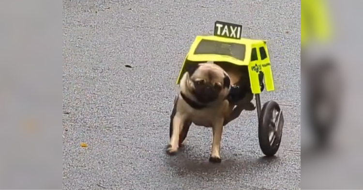 pug in taxi halloween costume