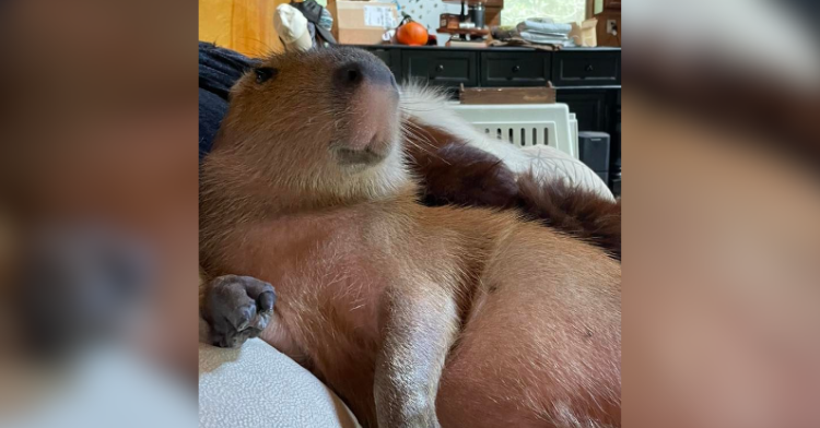 pumpkin the capybara lounging