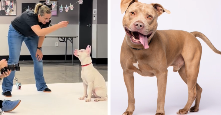 puppy getting photo taken and tan pit bull
