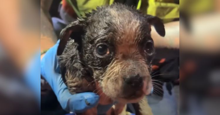 A bedraggled puppy rescued from a sewer.