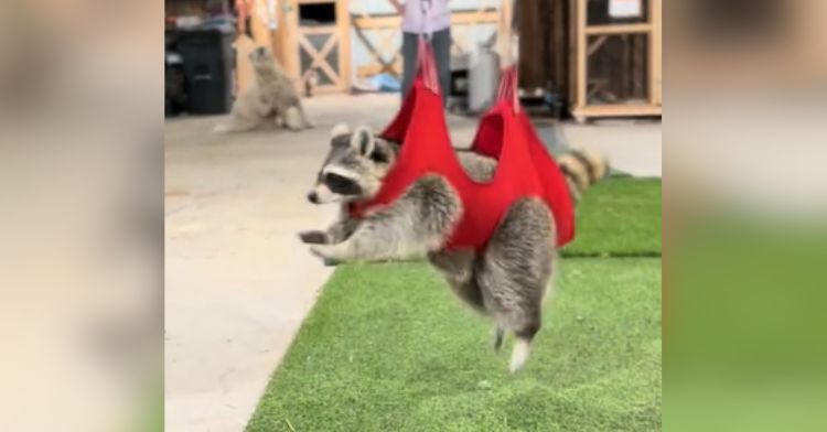 A disabled raccoon uses a bungee cord to get around.