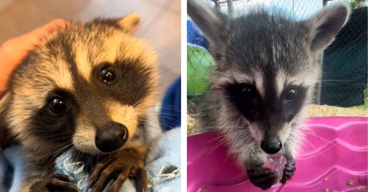 Raccoons at this wildlife center are too cute!