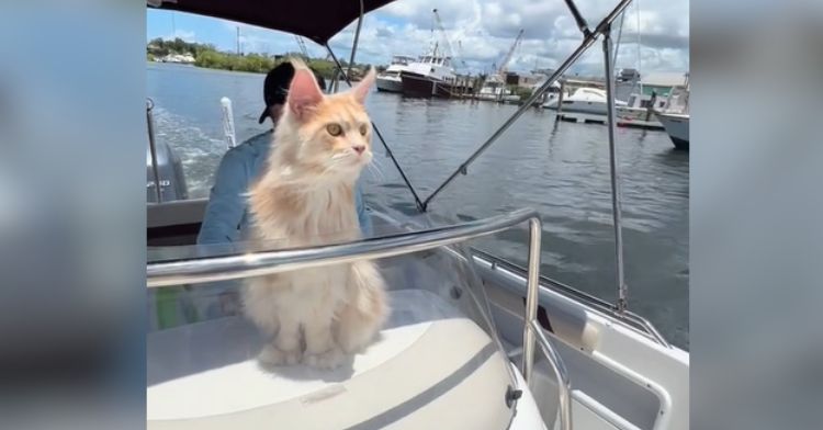 Rocco the cat enjoys a boat ride.