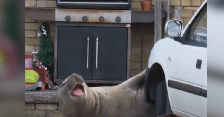 seal in front of a car