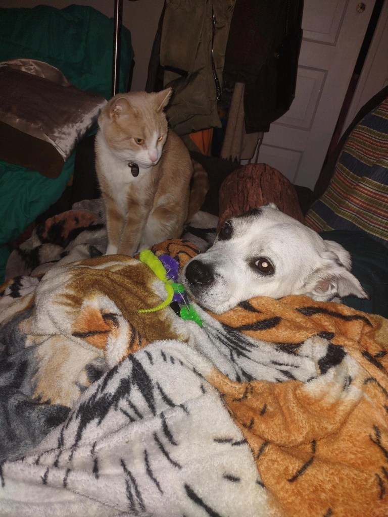 A cat watches over a sick dog and pile of toys while he recovers. 