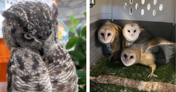 Owls with hilarious facial expressions and body posture.