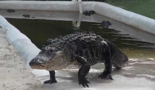 Darth Gator comes crawling out of the water. 