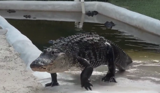 Darth Gator comes crawling out of the water.