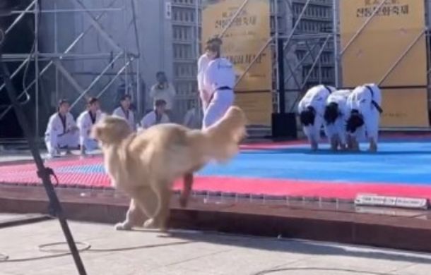 Golden retriever tries to catch all the flying sticks during a demonstration of Taekwondo kicks.