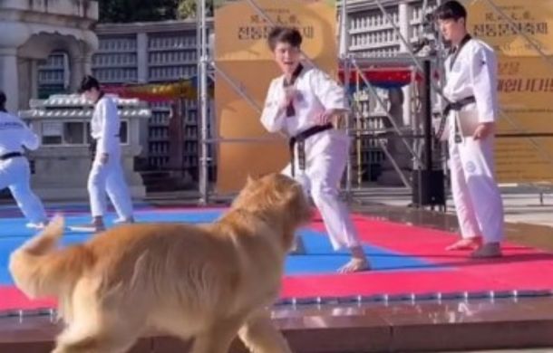 Golden retriever watching a Taekwondo demonstration.
