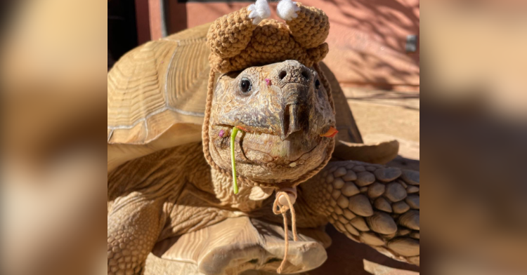 tortoise in turkey hat