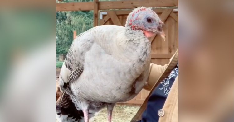 turkey sitting in someone's lap