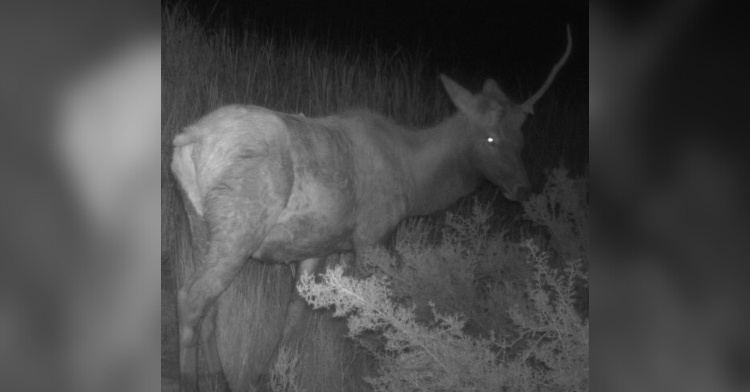 Nighttime photo of a young elk with a single horn, making him look like a unicorn.