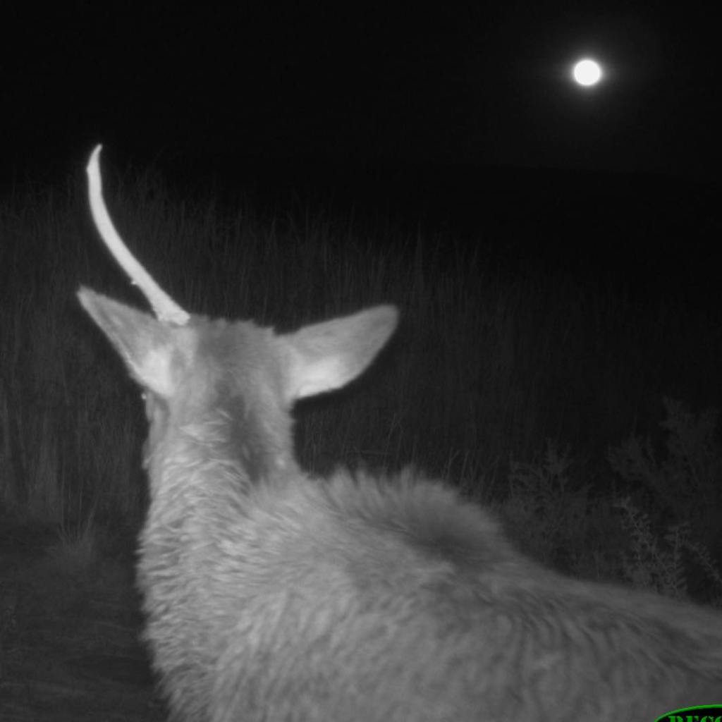 View from behind of a young elk. The image is from nighttime and appears to be in black and white. The elk has one antler, making it seem as though he's a unicorn.