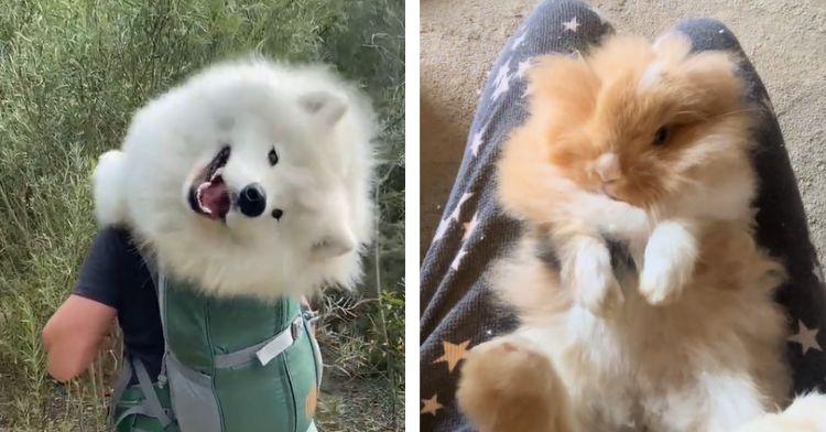 An extremely fluffy white dog and a long-haired bunny.