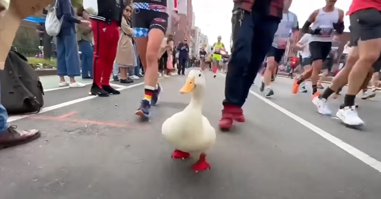 Front-facing view of Wrinkle the Duck running with humans during the New York City Marathon for the third year in a row.