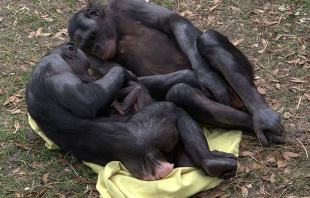 chimpanzees laying together