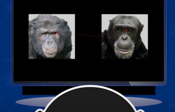 chimpanzee test