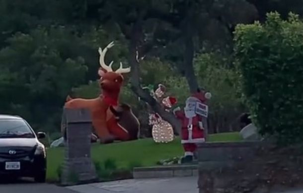A bear attacking a reindeer is not an everyday sight as this bear takes on a huge inflatable holiday decoration.
