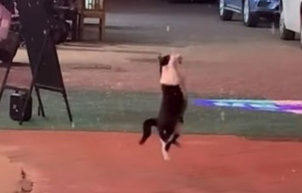 Cat jumping to catch snowflakes on a city sidewalk.
