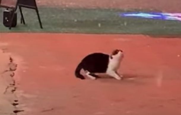 Kitty gymnastics during snow flurries.