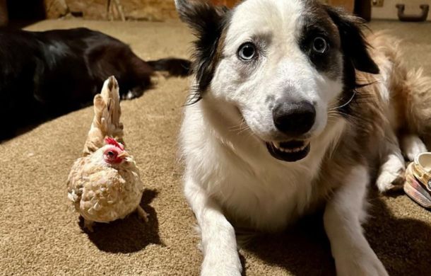 Nubz the chicken lounging with his bestie.