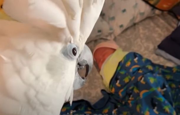 Cockatoo Buttons meets his newborn baby sister Ananya for the first time.